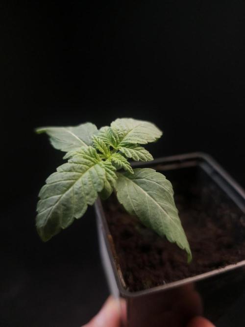 Girl Scoute Cookies. Week 1