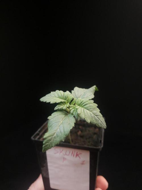 Skunk. Week 1