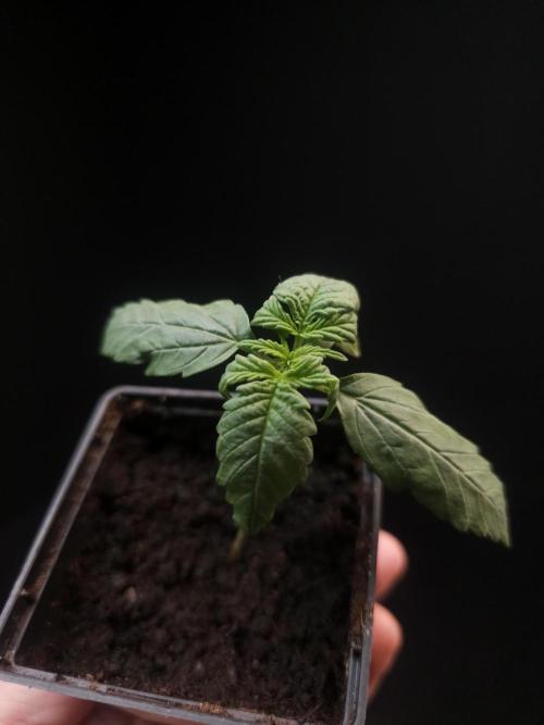 Zkittlez automatic. Week 1