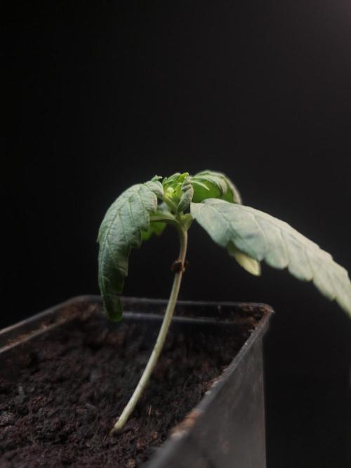 Zkittlez automatic. Week 1