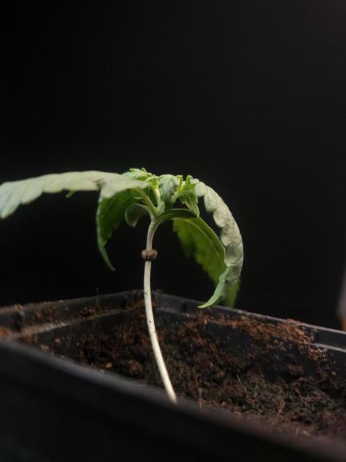 Zkittlez automatic. Week 1