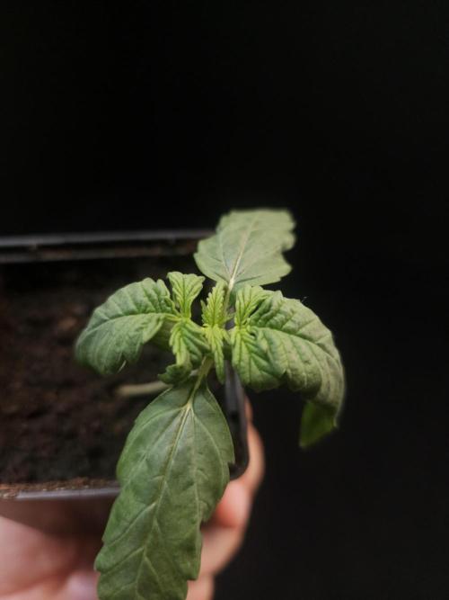 Zkittlez automatic. Week 1