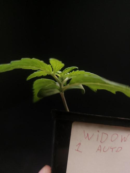 White widow auto. Week 1