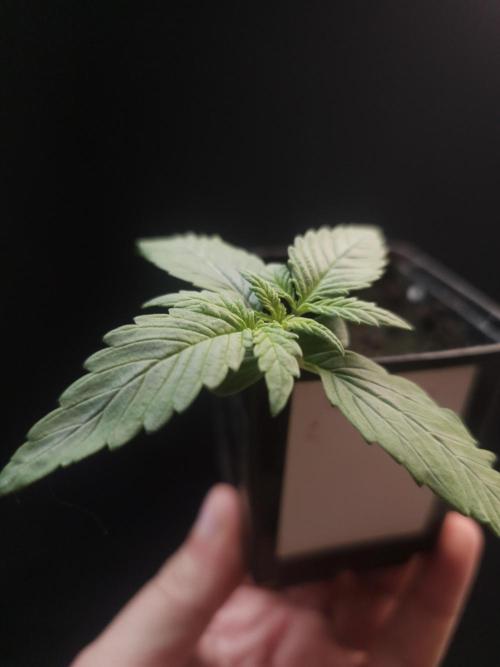 White widow auto. Week 1