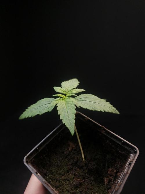 White widow auto. Week 1