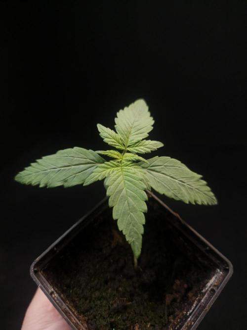 White widow auto. Week 1