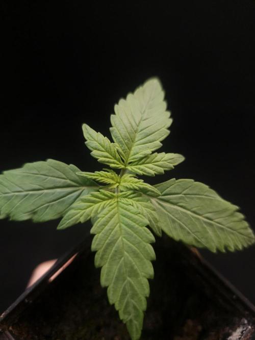 White widow auto. Week 1