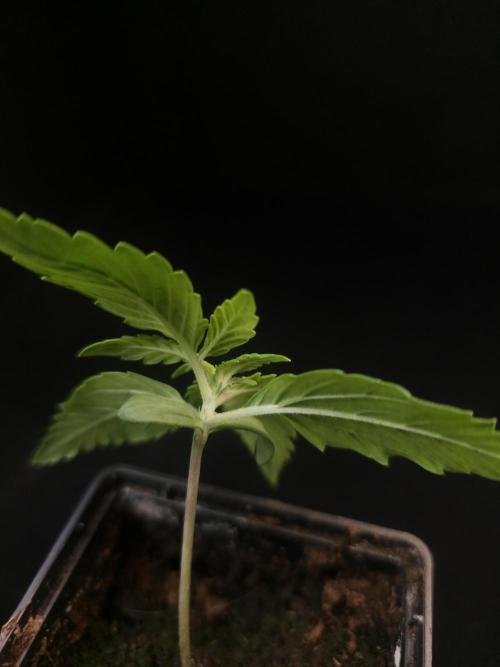 White widow auto. Week 1