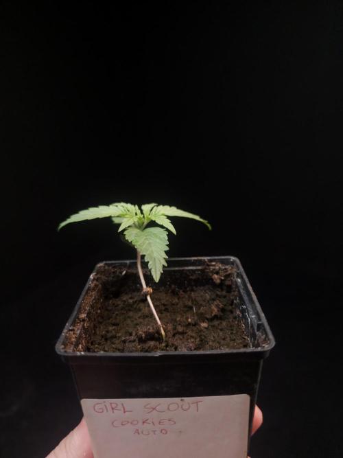 Girl scoute cookies auto. Week 1