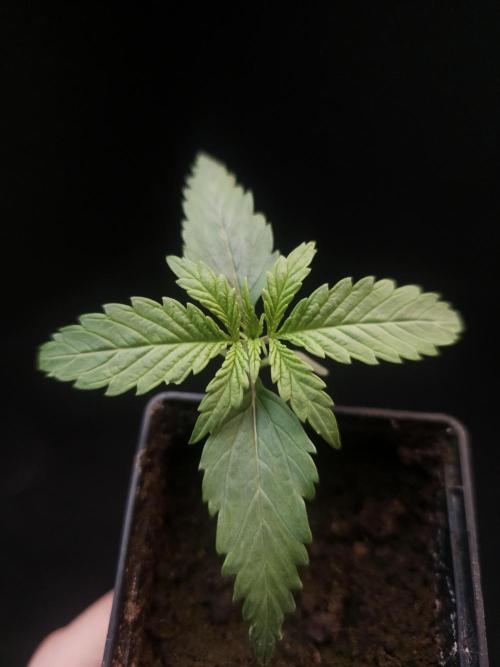 Girl scoute cookies auto. Week 1