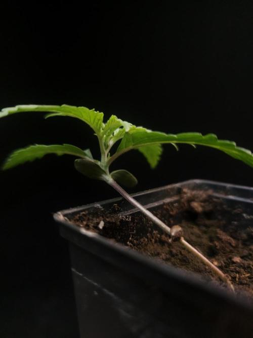 Girl scoute cookies auto. Week 1