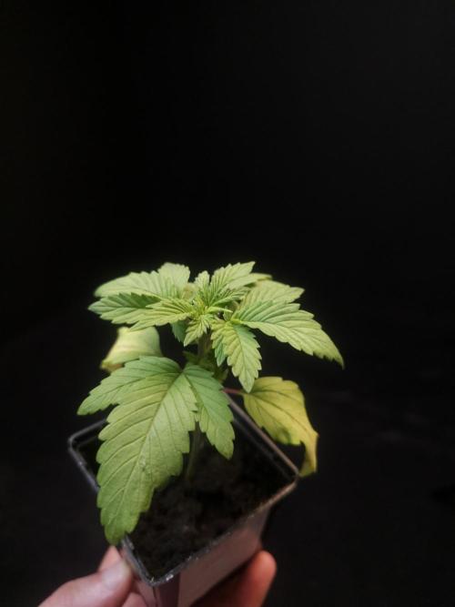 Sweet & Sour. Week 2