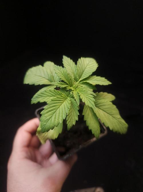 Sweet & Sour. Week 2