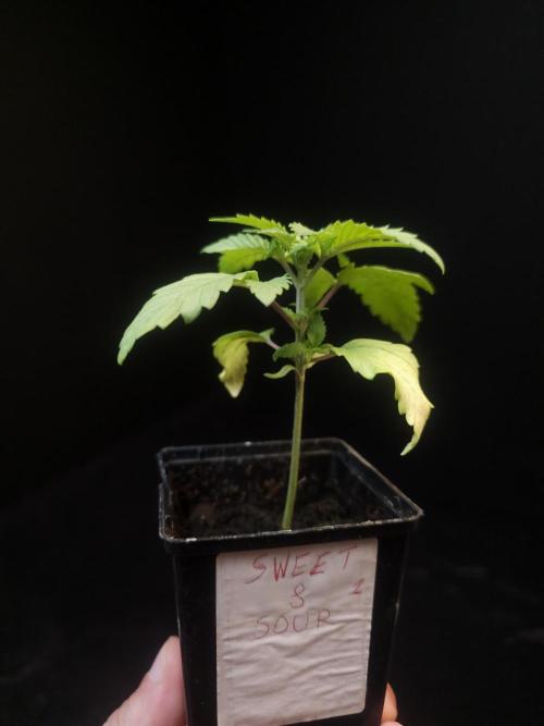 Sweet & Sour. Week 2