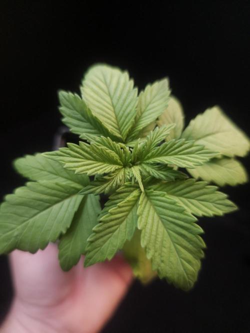 Sweet & Sour. Week 2