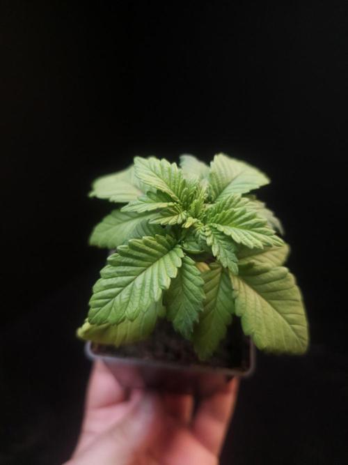 Skunk. Week 2