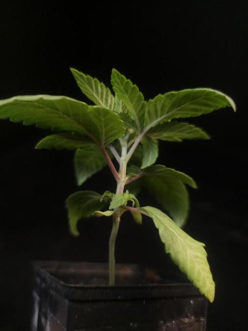 Girl Scoute Cookies. Week 2