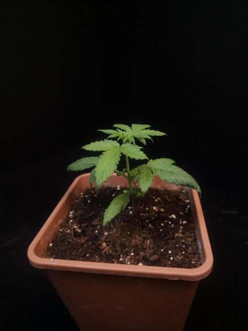 Zkittlez automatic. Week 2