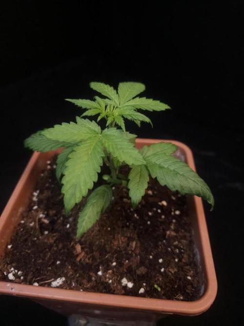 Zkittlez automatic. Week 2