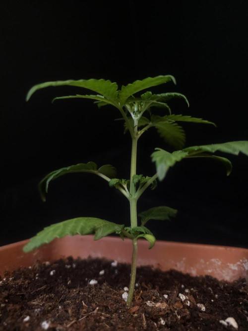 Zkittlez automatic. Week 2