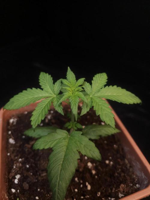 Zkittlez automatic. Week 2