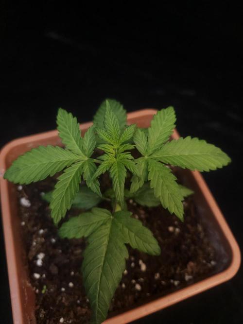 Zkittlez automatic. Week 2