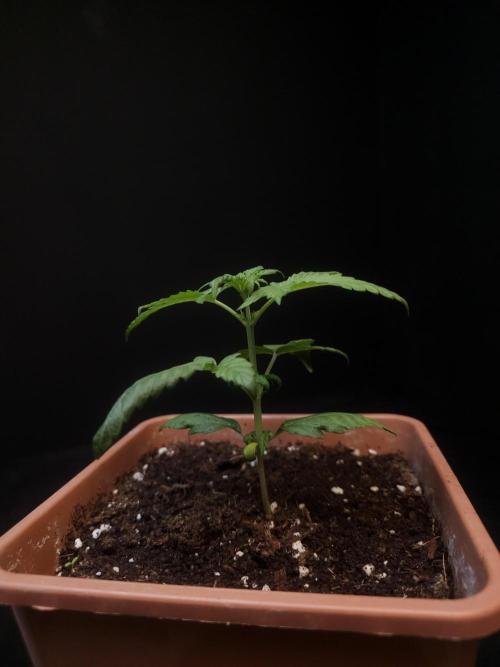 Zkittlez automatic. Week 2