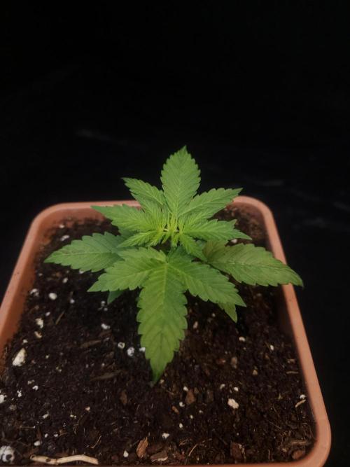 White widow auto. Week 2