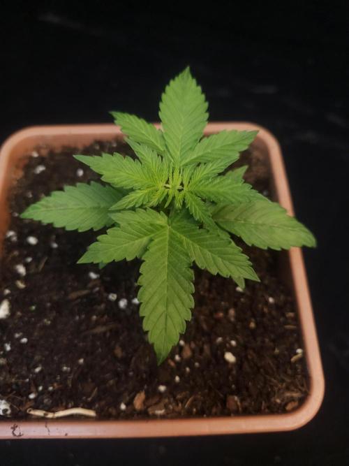 White widow auto. Week 2