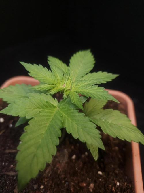 White widow auto. Week 2