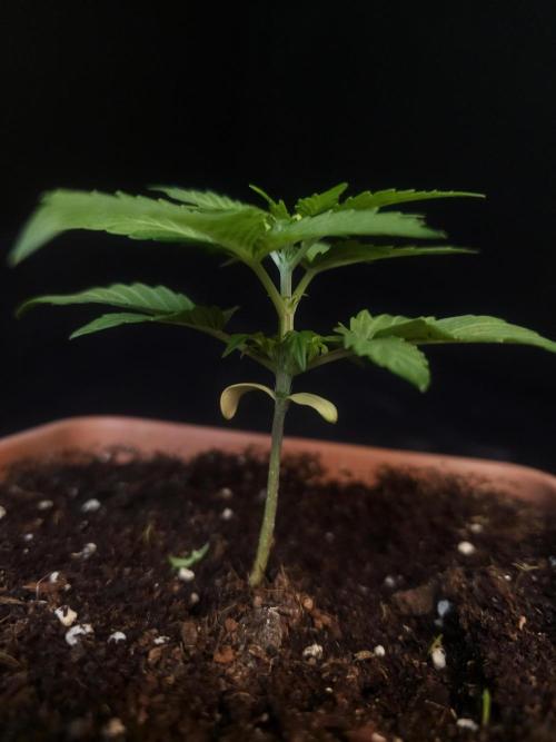 White widow auto. Week 2