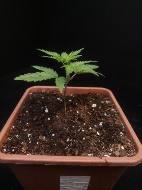 Girl scoute cookies auto. Week 2