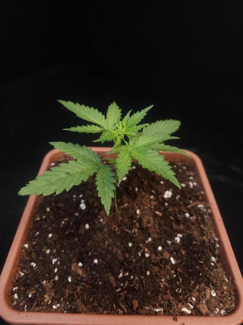 Girl scoute cookies auto. Week 2