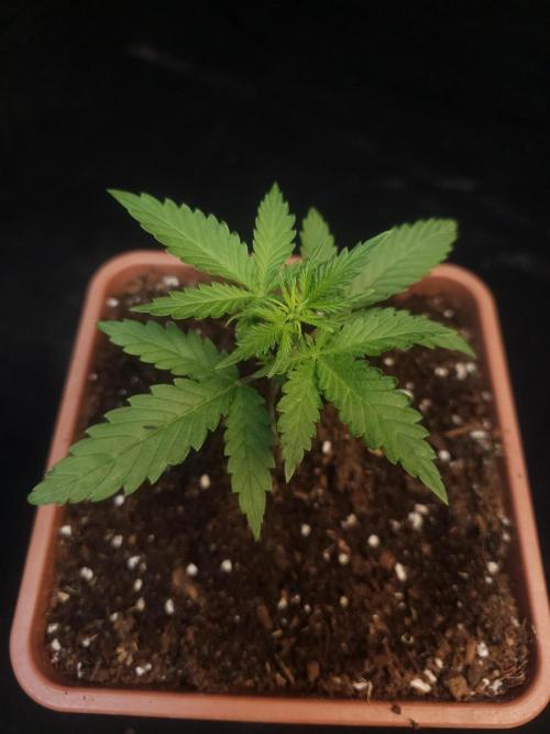 Girl scoute cookies auto. Week 2