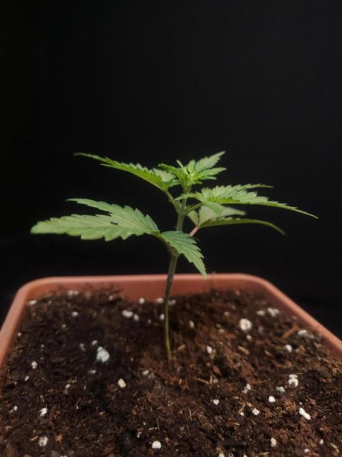 Girl scoute cookies auto. Week 2