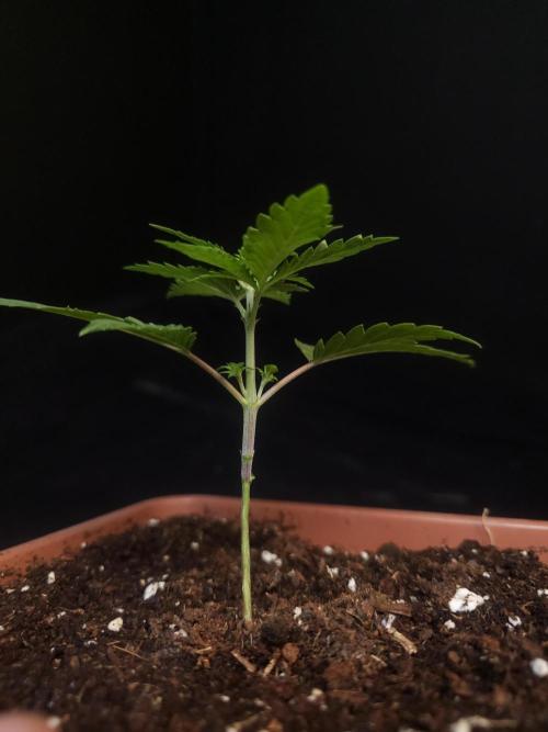 Girl scoute cookies auto. Week 2