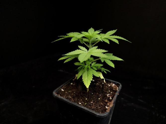 Sweet & Sour. Week 3
