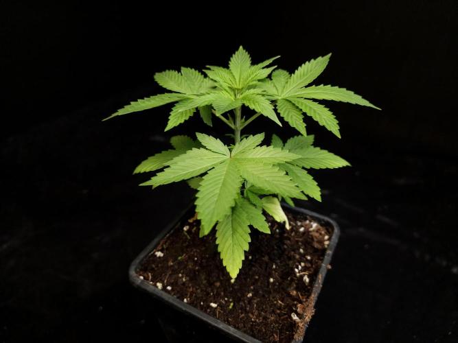 Sweet & Sour. Week 3
