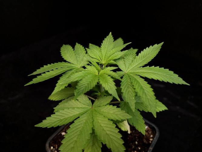 Sweet & Sour. Week 3
