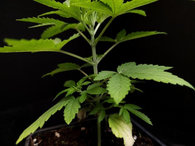 Sweet & Sour. Week 3