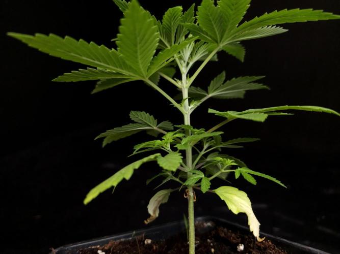Sweet & Sour. Week 3