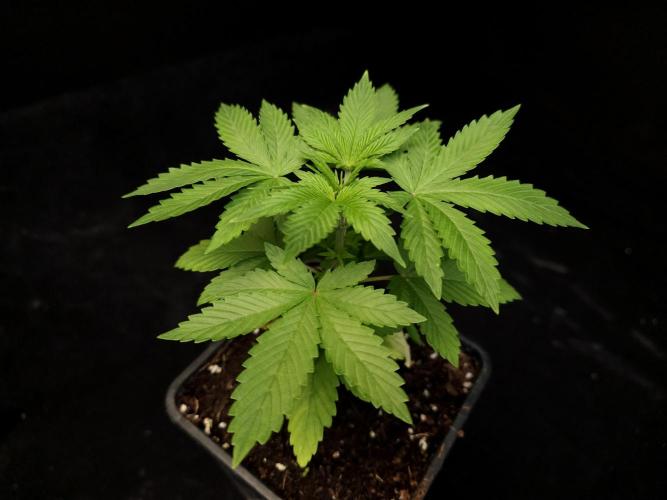 Sweet & Sour. Week 3