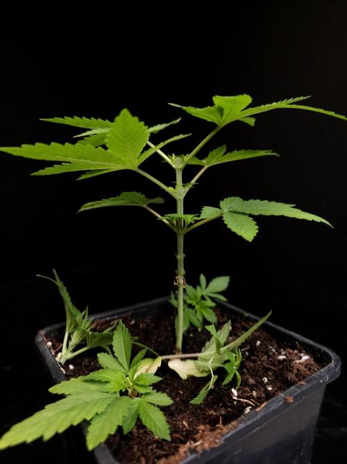 Sweet & Sour. Week 3