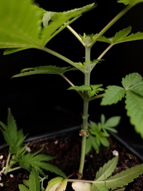 Sweet & Sour. Week 3