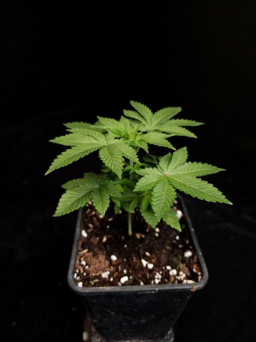 Snow White. Week 3