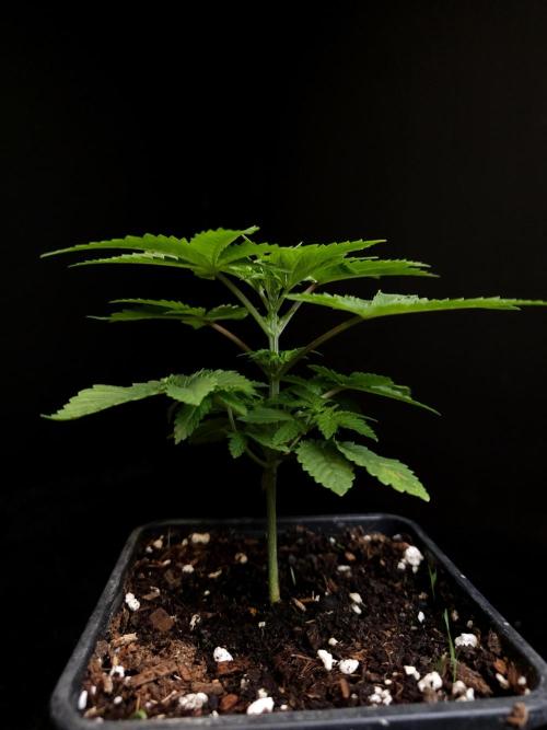Snow White. Week 3