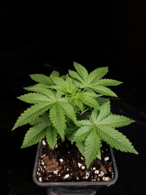 Snow White. Week 3