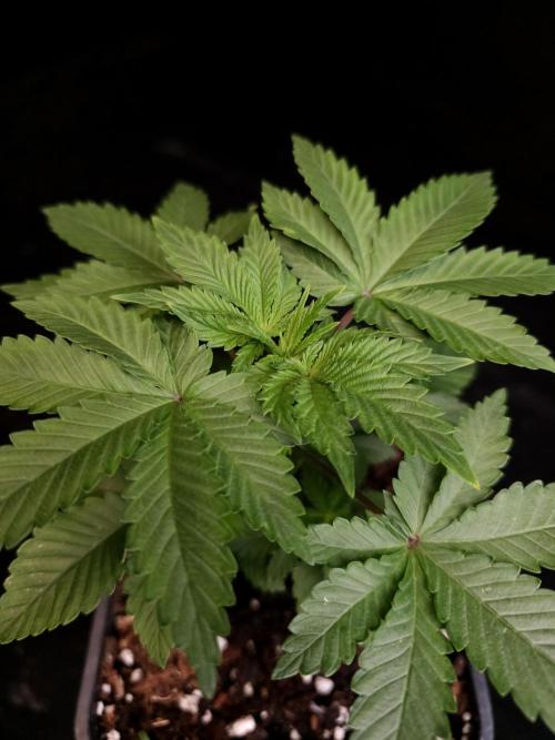 Snow White. Week 3