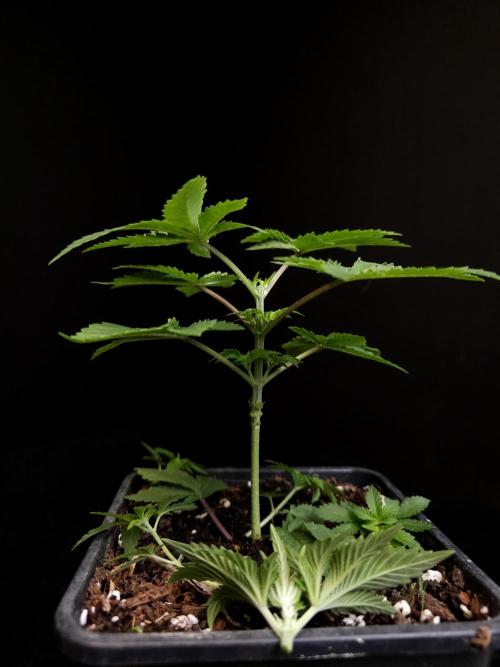 Snow White. Week 3