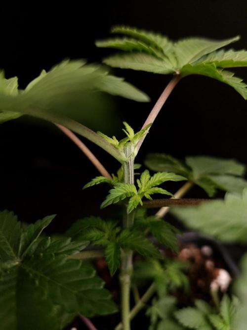 Snow White. Week 3